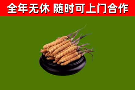 南漳烟酒回收冬虫夏草.jpg